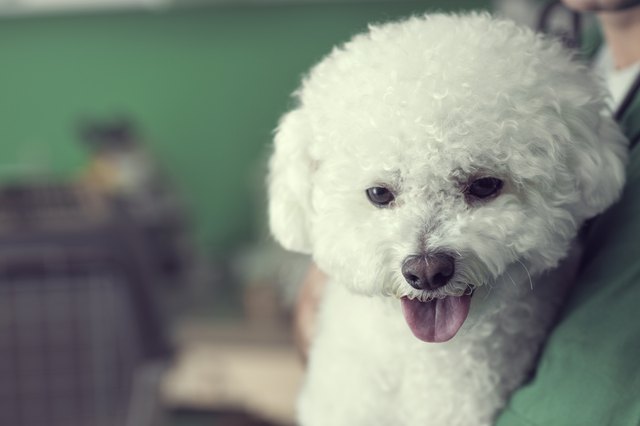Close Up of a Bichon Dog