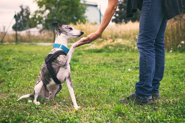 woman holding her dog's paw in training