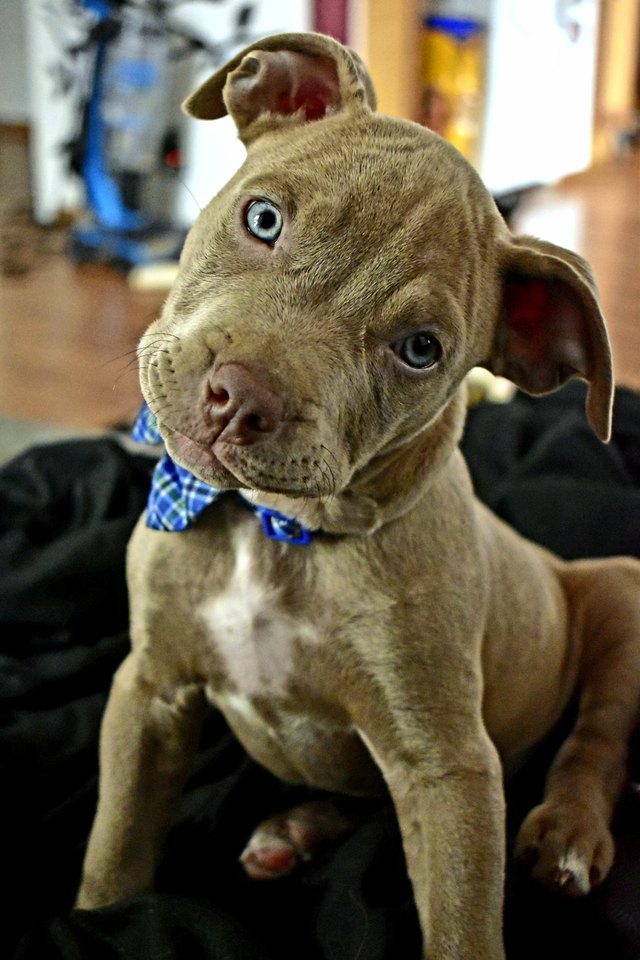 Pitbull Puppy Headtilt