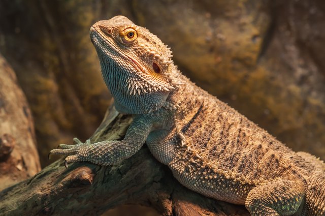 What Kind of Respiratory System Do Reptiles Have? | Cuteness