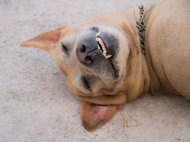 The Brown Dog Smiling