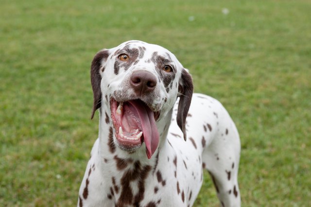 Need Dalmatian Names? 101 Names For Dalmatians 