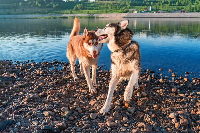 Two Siberian husky dogs have fun playing on the shore by the water.