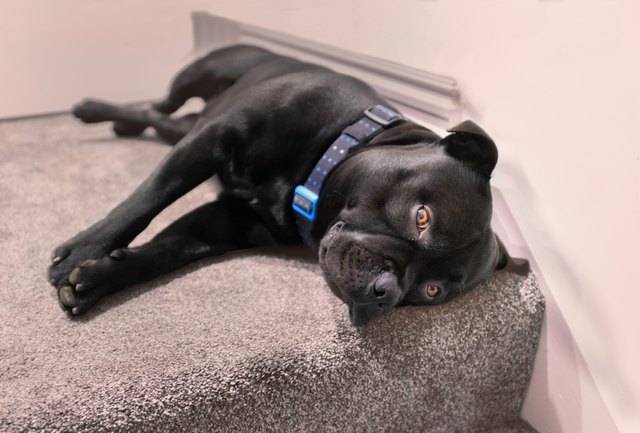 Staffordshire Bull Terrier dog lying on carpet at the top of interior stiars. He is wearing a collar and has his golden brown eyes open looking up at the camera. He is very relaxed