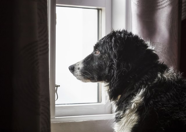 Dog looking out a window