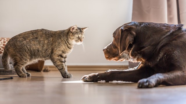 Cats and Dogs
