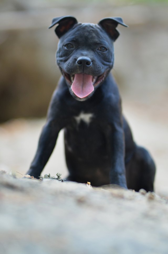 Sitting staffordshire bull terrier dog