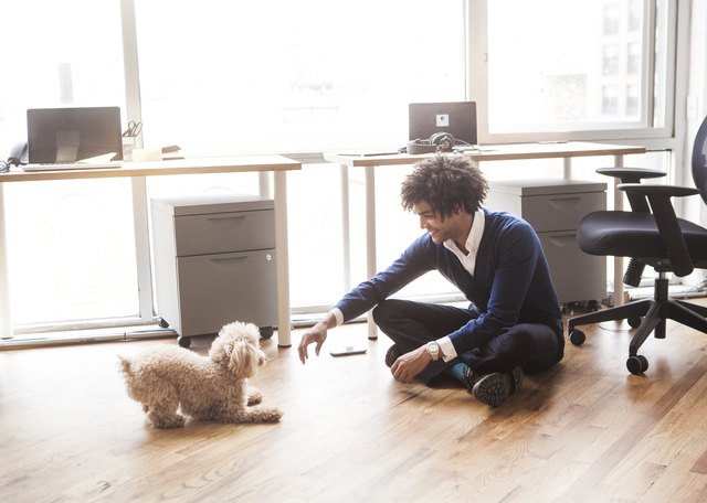 Man playing with poodle at office
