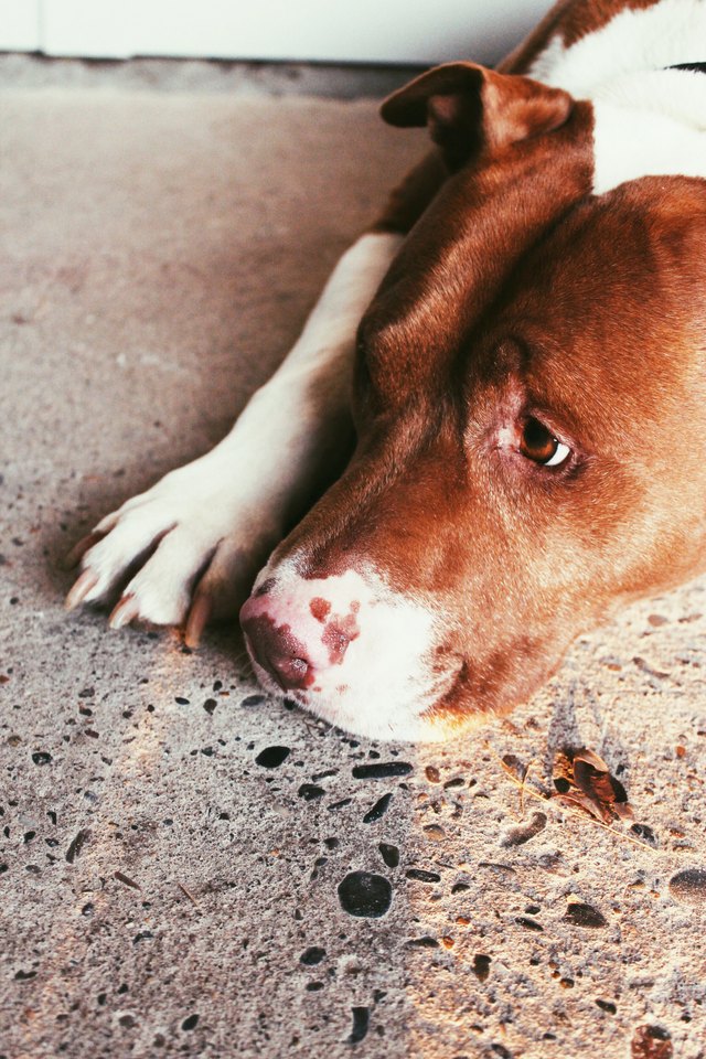 pit bull looking forlorn