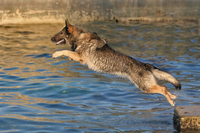 German shepherd jumping into water
