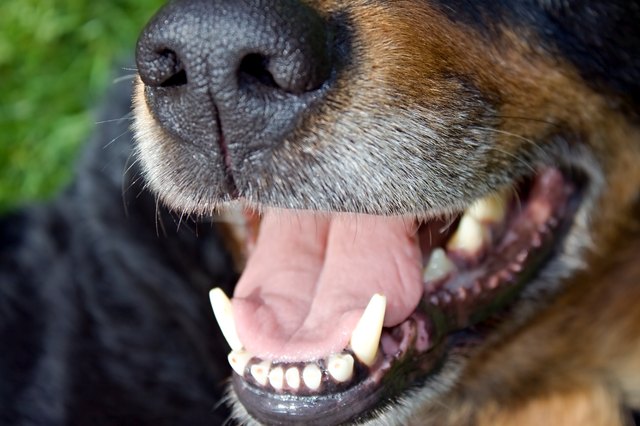 white stuff in dog's mouth