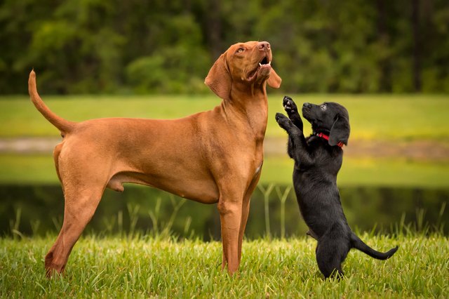 Lab puppy playing with Vizsla