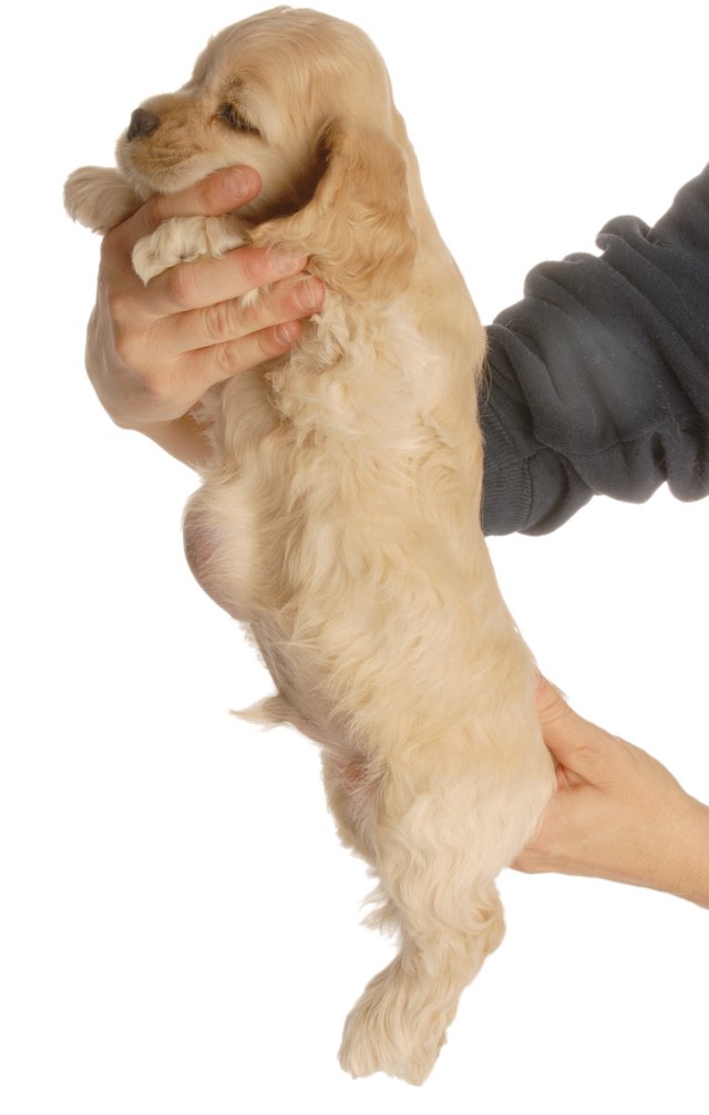 puppy with umbilical hernia
