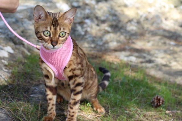 Stunning pedigreed Bengal cat outdoors