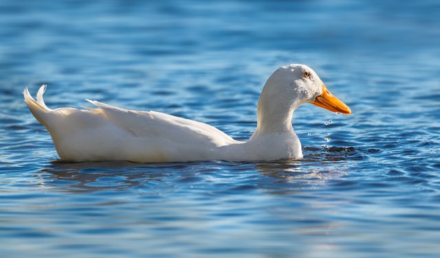 how-to-tell-the-sex-of-a-pekin-duck-cuteness