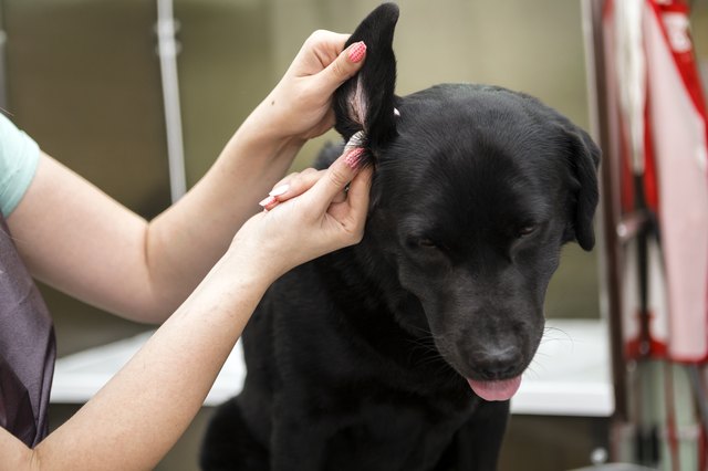 Professional Dog Groomer cleaning ears to black Labrador retriever dog