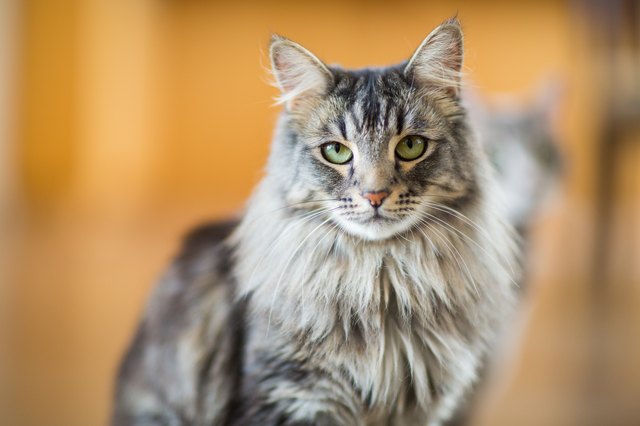 160-names-for-your-maine-coon-cat-cuteness