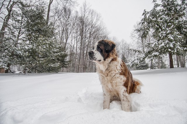Saint Bernard in the Snow Stock Photo, Great Falls, Virginia.