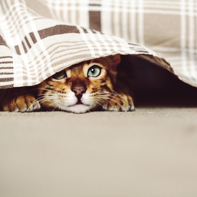 Close-Up Portrait Of Cat