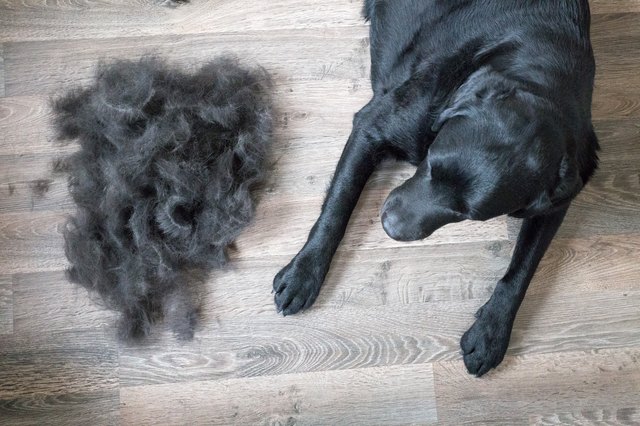 Dog and Its Fur