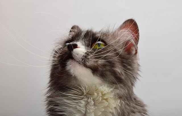 Close-Up Of Cat