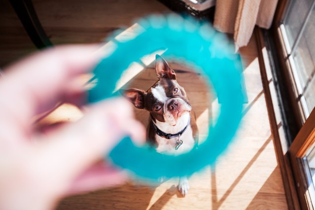 first person perspective of Boston Terrier dog playing with his owner