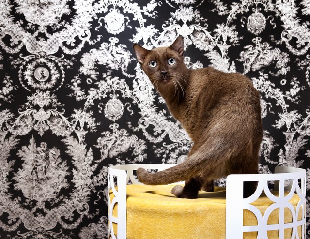 Havana Brown cat on pet bed at home