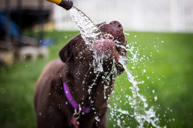 Wet Dog Playing In Water