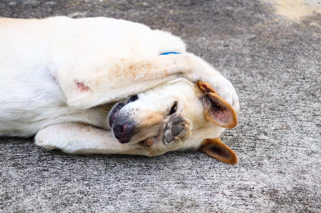 Shy dog was hiding its face - Thai dog
