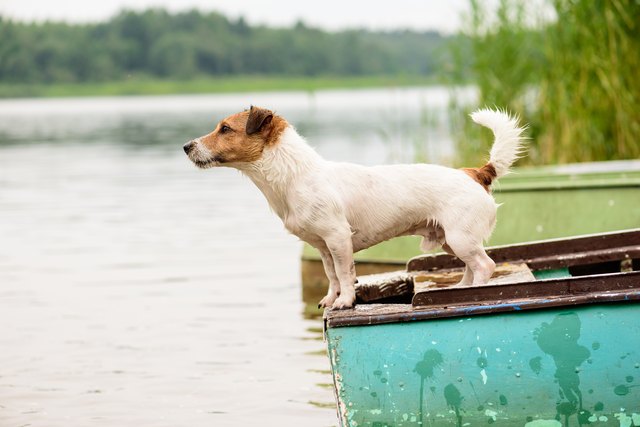 Summer scene: wet dog standing on river boat