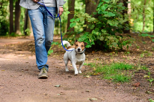 Man and dog on loose leash hiking at forest by footpath