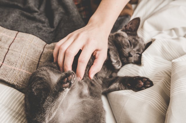 Sweet kitten is taking a nap