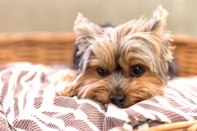 Calming Behaviors in Dogs | Cuteness