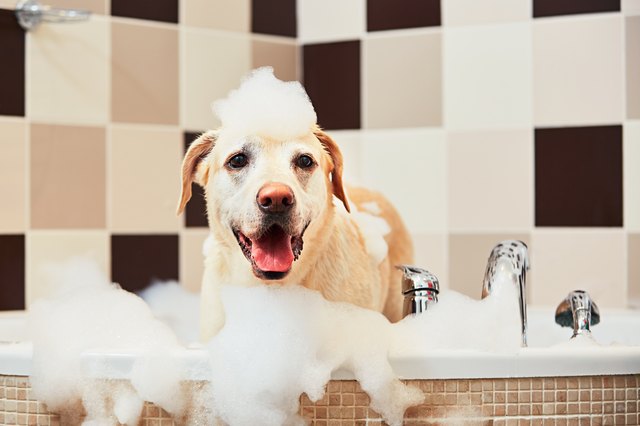 Top 29 What Dog Shampoo Do Groomers Use Lastest Updates 10/2022