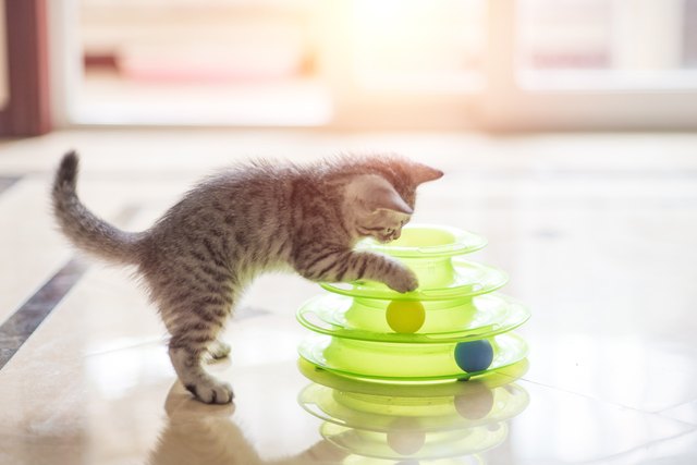 kitten play with a cat toy