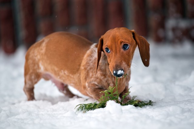 dachshund dog winter garden snow