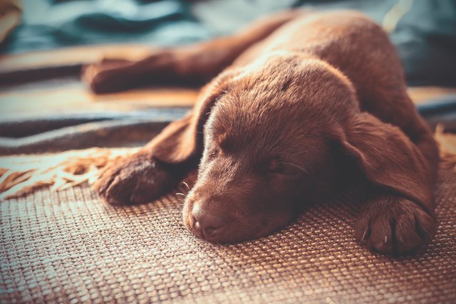 Sleepy Puppy