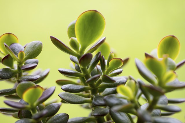 jade plant leaves on light green background