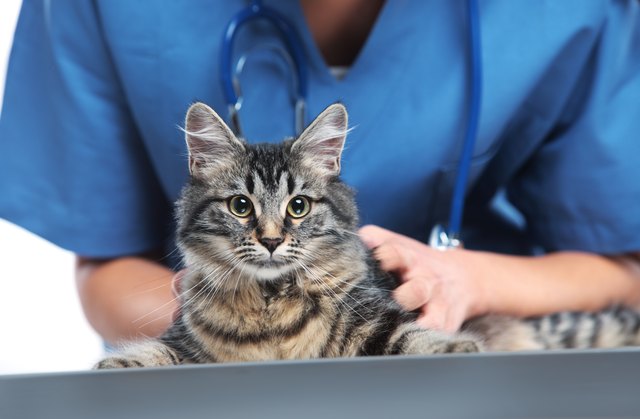 Veterinary caring of a cute cat