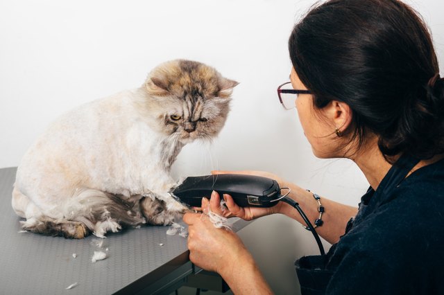 groomer trimming cat