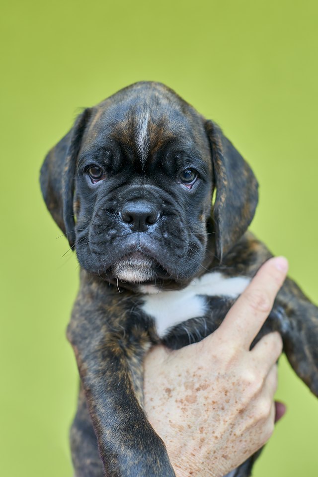 Brindle with white spots Boxer puppy on human hand on green background