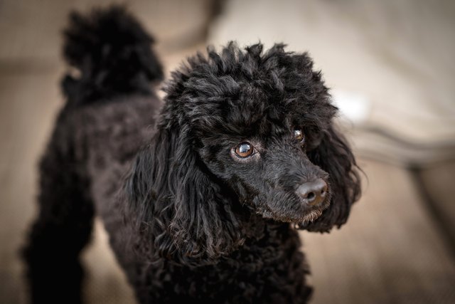 poodle