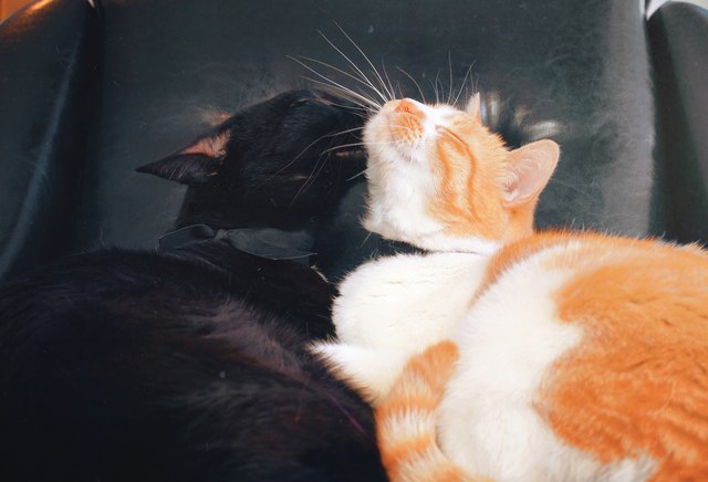 cuddly cat couple kissing
