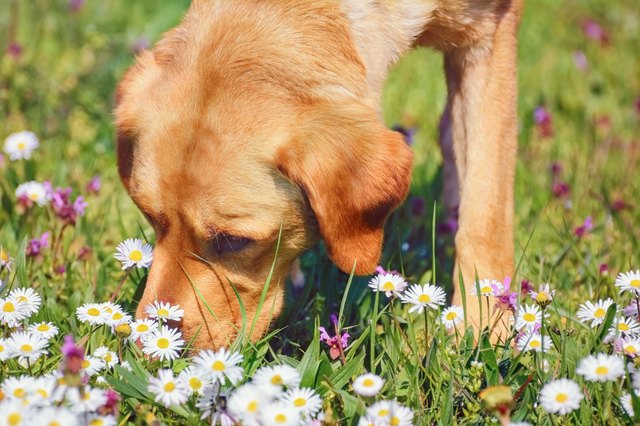 Sniffing Dog