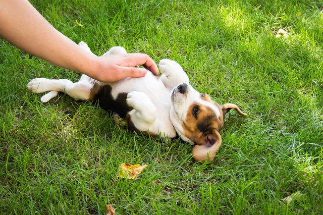 Beagle puppy lies on his back with person rubbing his belly