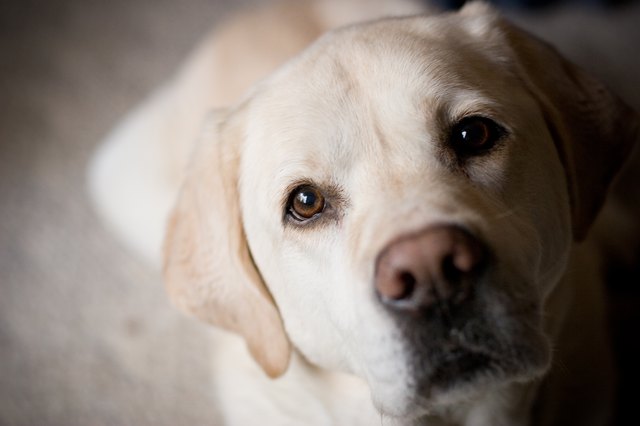 what-do-dogs-think-about-cuteness