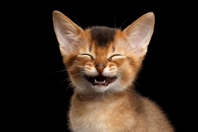 Do Cats Laugh? | Cuteness