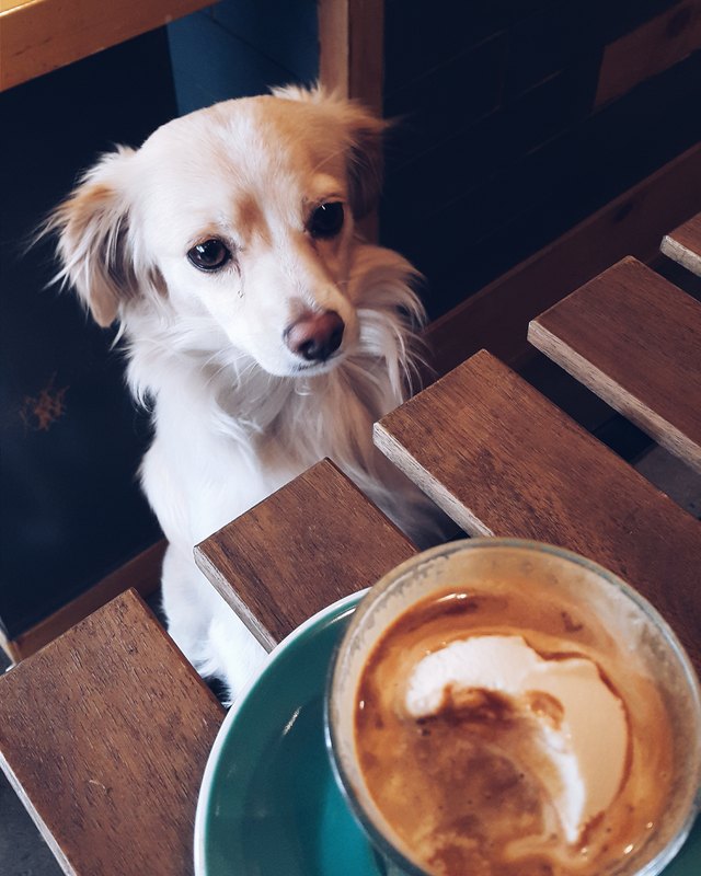 the-ultimate-pumpkin-spice-guide-for-dogs-who-love-fall-cuteness