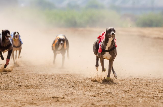 Greyhound at full speed during a race