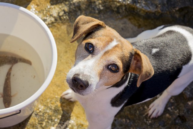 Fishing dog jack russell terrier
